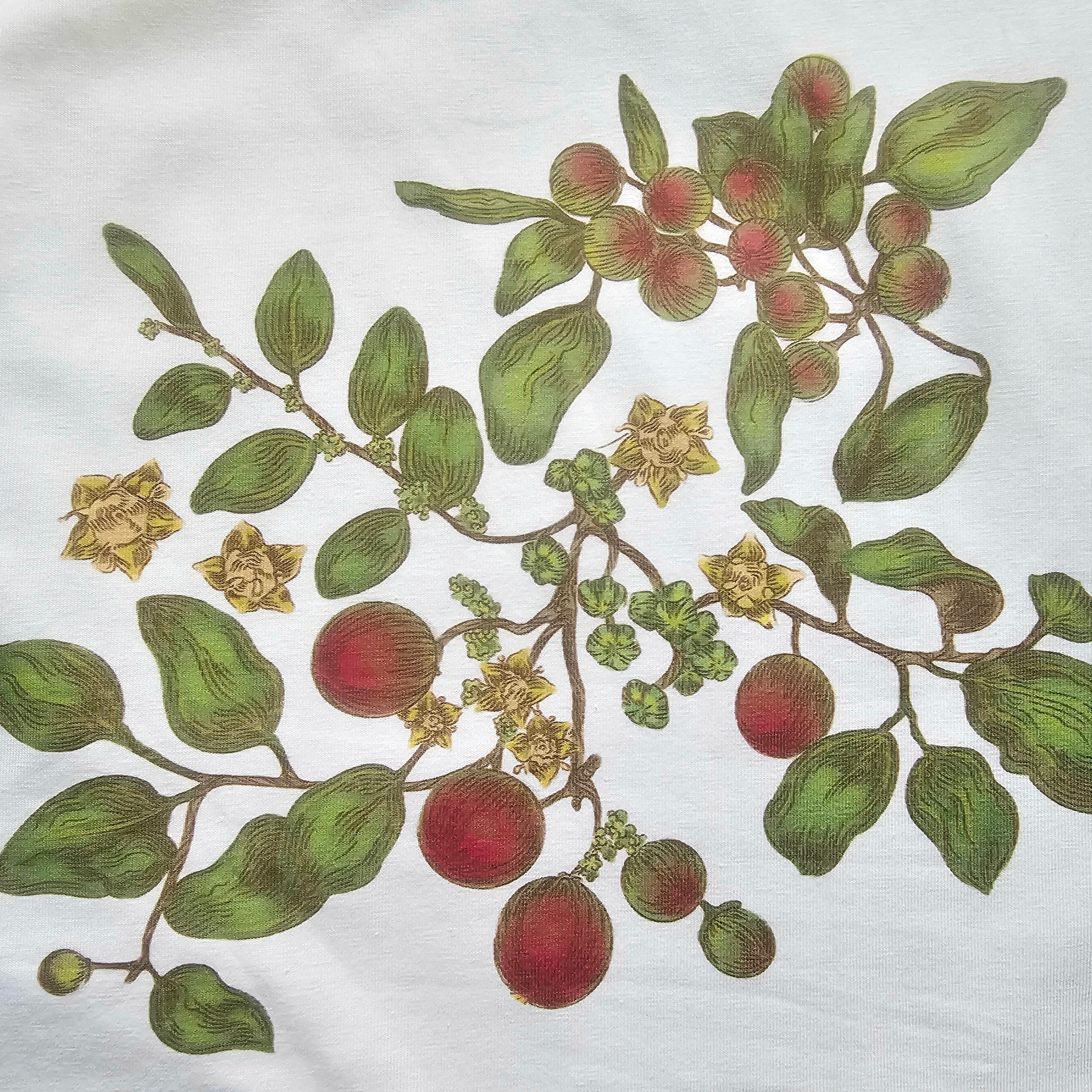 Botanical illustration of leaves and berries on a white background